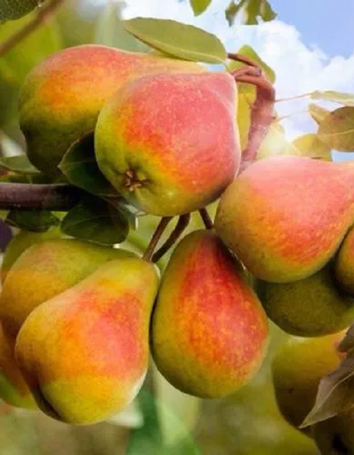 

Груша Забава