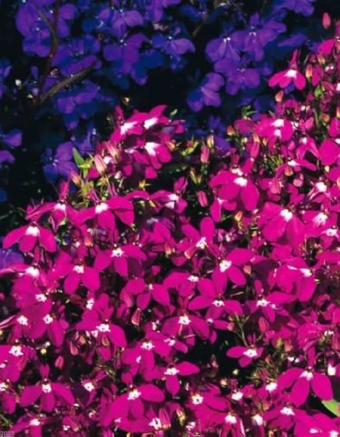 

Лобелия ампельная Розамунда 1000 шт