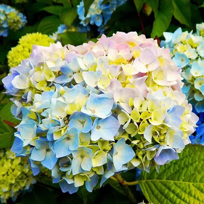 

Гортензия крупнолистная Саманта ASF 1 шт Р9