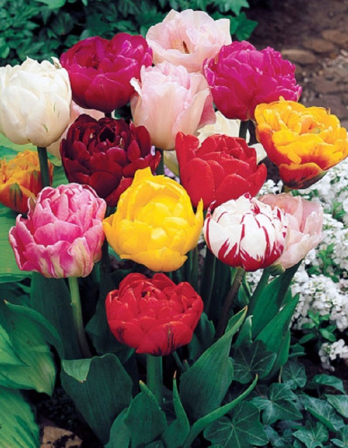 Набор Тюльпаны махровые ранние 9 шт набор тюльпаны простые ранние 9 шт