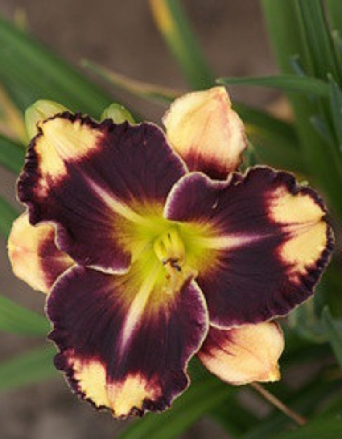 

Лилейник Эндуранс Триппед Пойнт