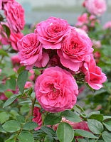 Роза флорибунда Баронесса