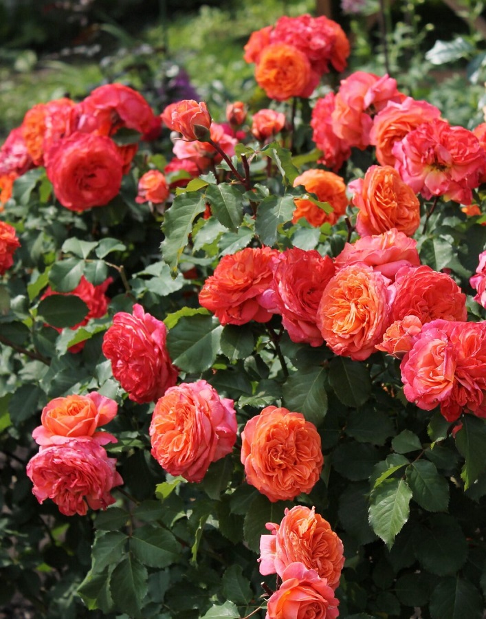 

Роза кустовая Эмильен Гийо