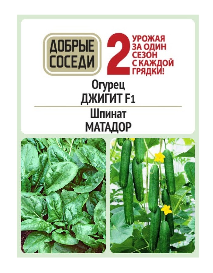 

Огурец ДЖИГИТ F1 и Шпинат МАТАДОР