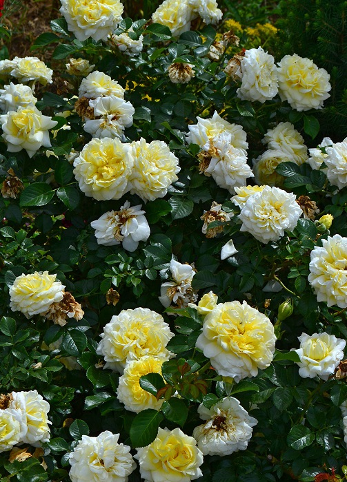 Роза почвопокровная Надя Мейяндекор