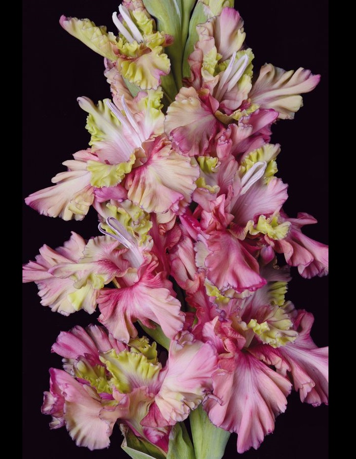 

Гладиолус Прага 1 шт.