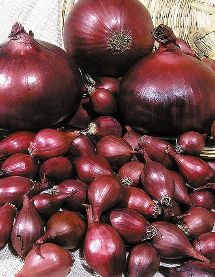 

Лук севок Ред Барон