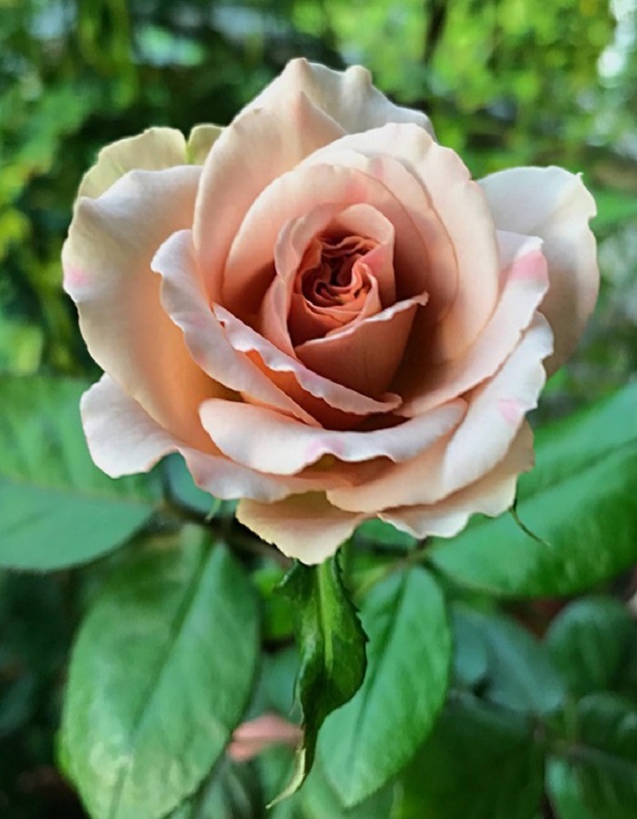 Роза чайно-гибридная Кофе Латте 1 шт цена и фото
