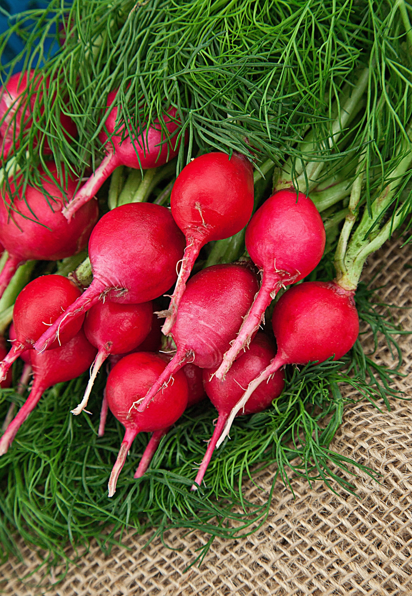 

Редис Заря 10 гр цв.п (Сортсемовощ)