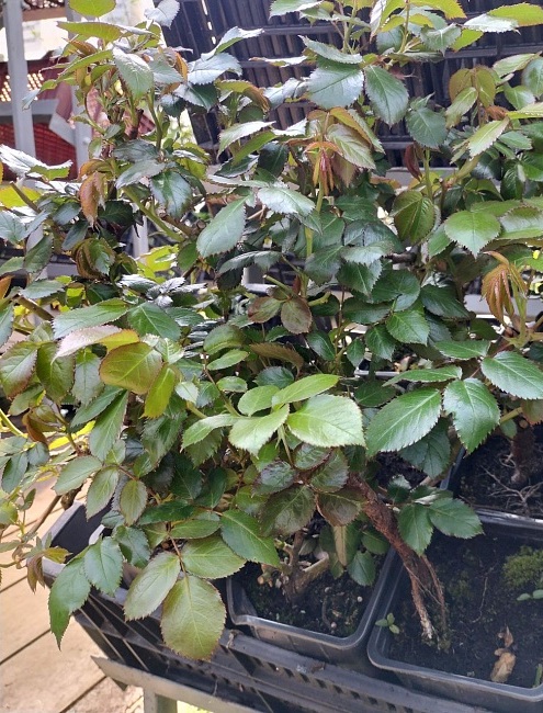 Розы чайно-гибридные в ассортименте 