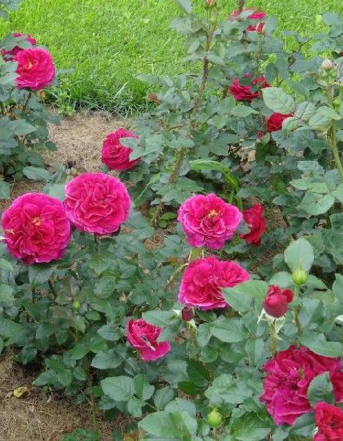 

Роза английская Фишерман Фринд