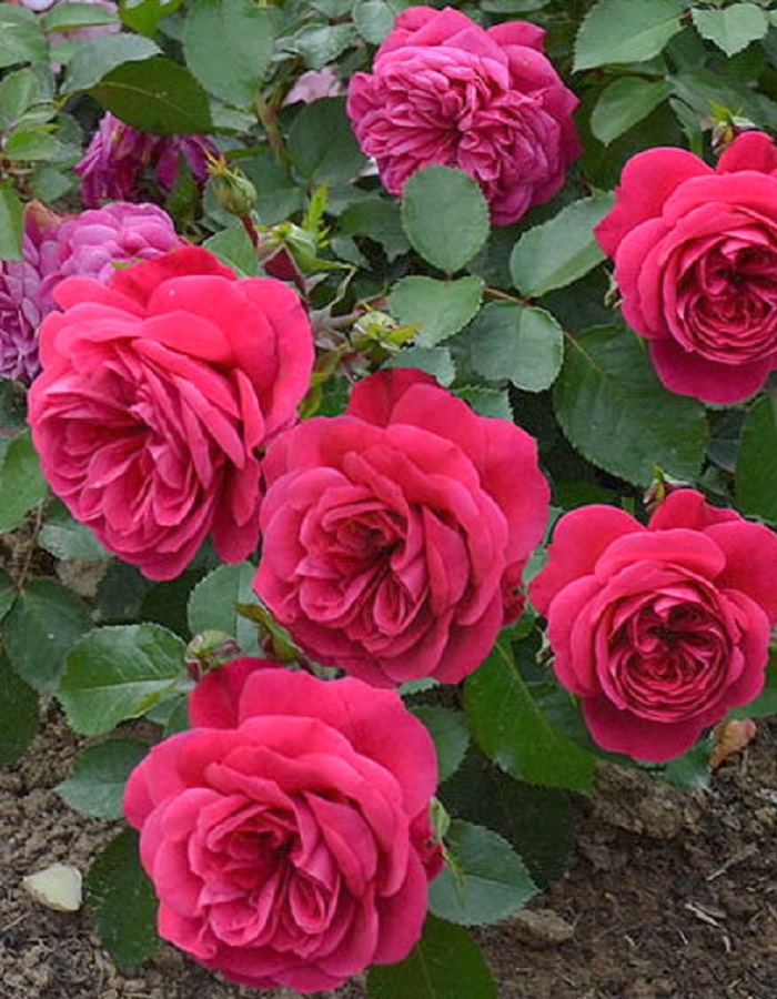 

Роза спрей Сангрита