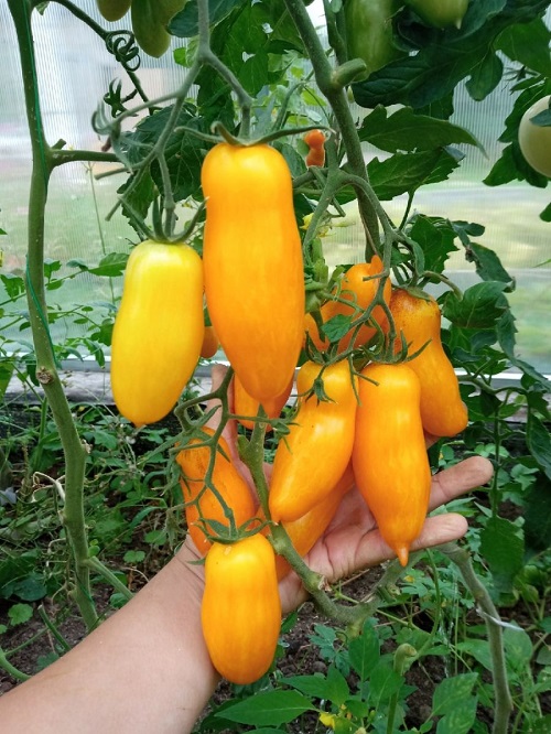 Томат Длинный чулок УД 12 шт цв.п (Симбиоз)