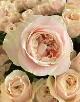 Роза чайно-гибридная Шифон 