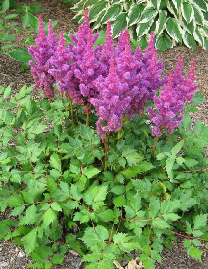 

Астильба Аметист