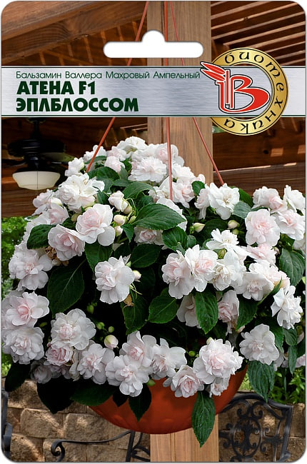 Бальзамин Валлера махровый ампельный Атена F1 Эплблоссом 8 шт
