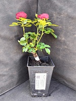 Роза спрей Марун