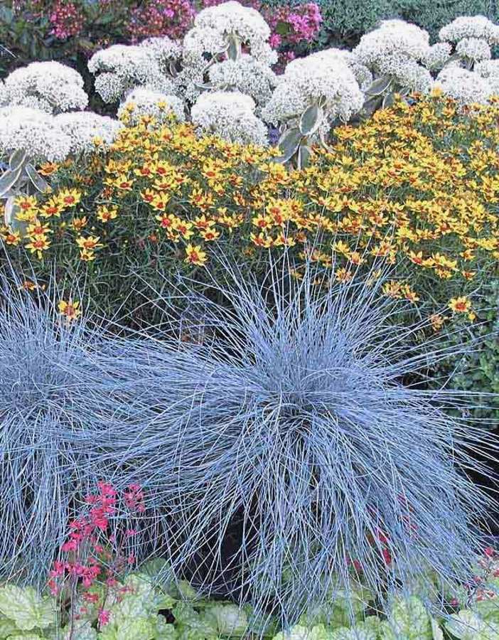 

Овсяница сизая Кул ас Айс (голубая) ASF 1 шт Р9