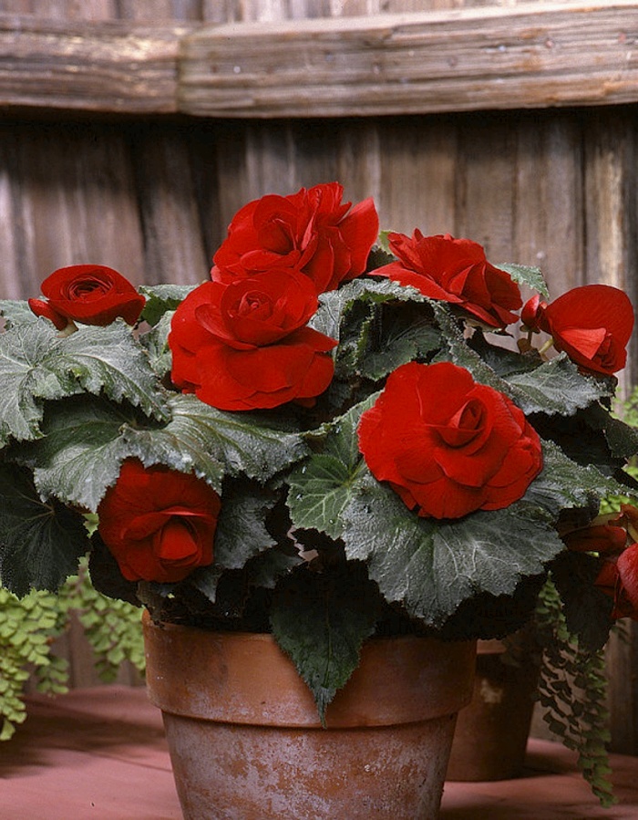 

Бегония Нон Стоп Ред