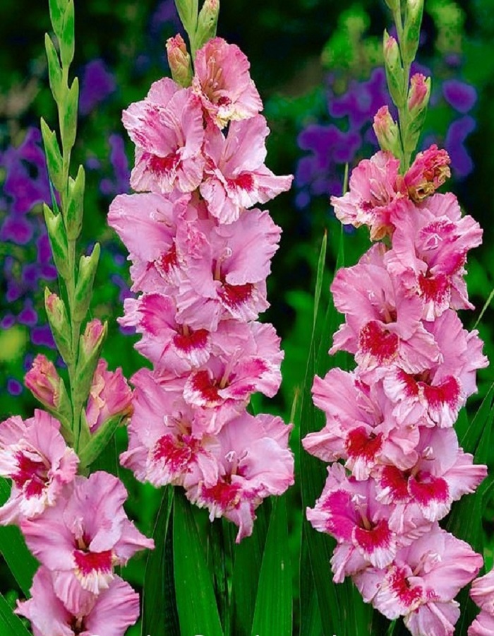 

Гладиолус Зетс Лав 1 уп. (3 шт.)