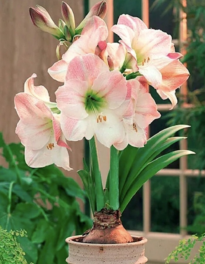 

Амариллис Эппл Блоссом