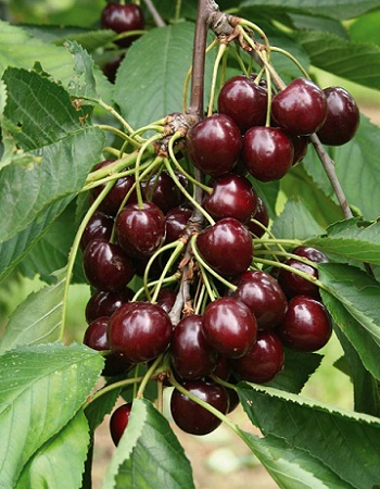 Вишня Шоколадница
