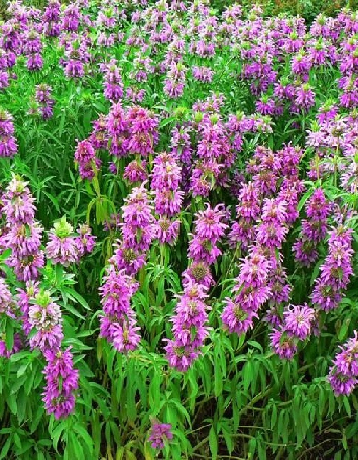 

Монарда лимонная Источник здоровья ASF 1 шт р9