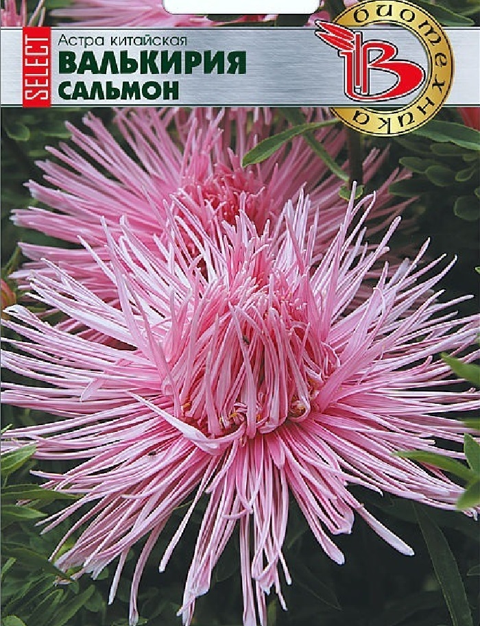 

Астра Валькирия селект Сальмон 30 шт