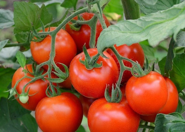 Основные правила по уходу за томатами