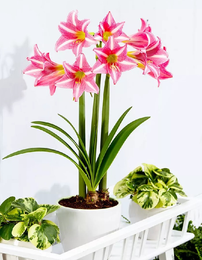 

Амариллис Эстелла