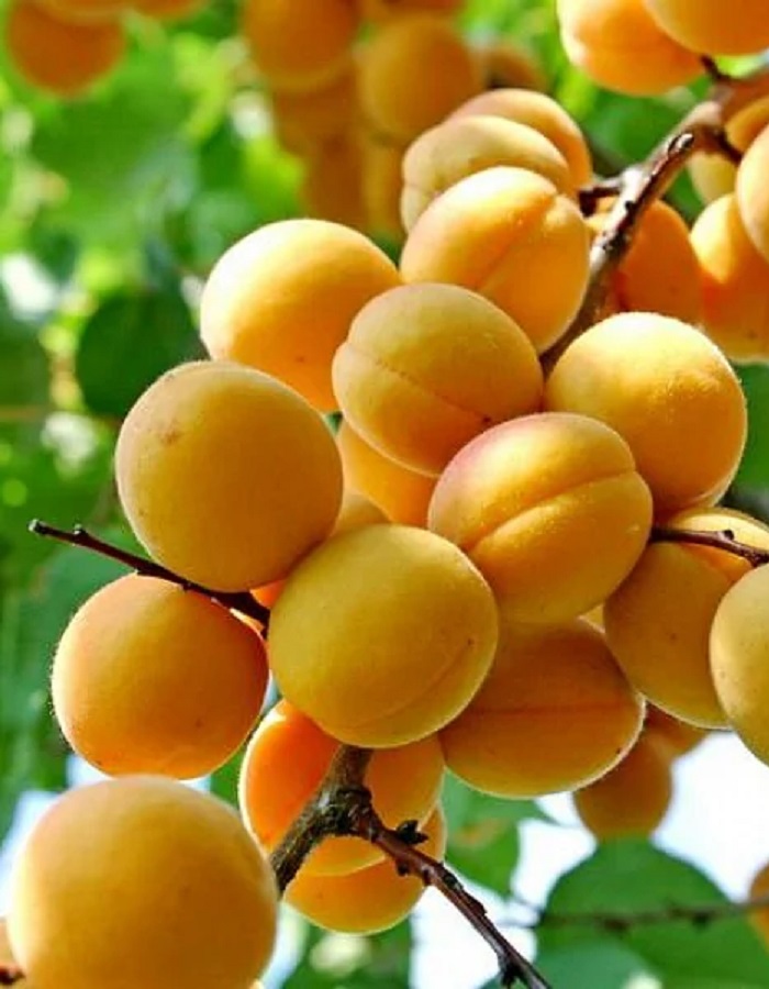 

Абрикос Покровский