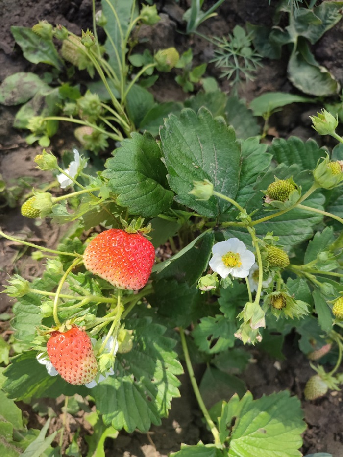 

Земляника Любаша ASF