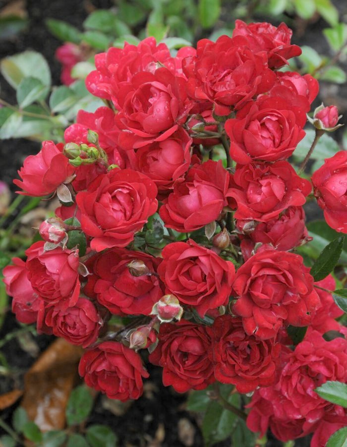 Роза почвопокровная Ред Фейри 1 шт