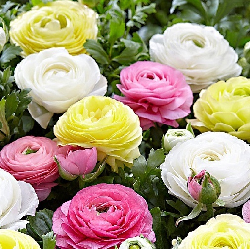 Скидки и Подарки на Ранункулюсы