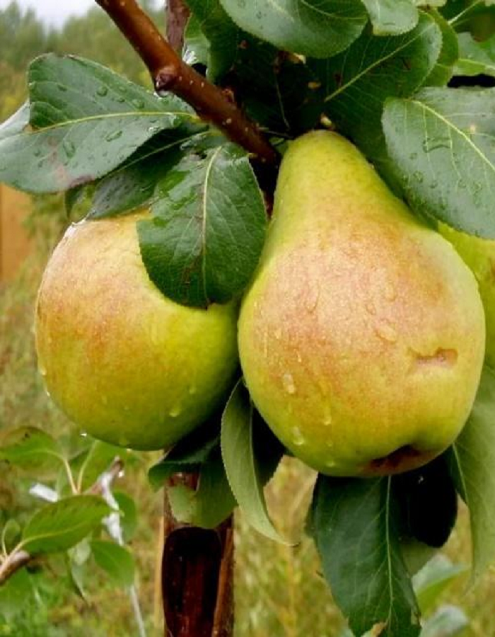 

Груша Лимонадная