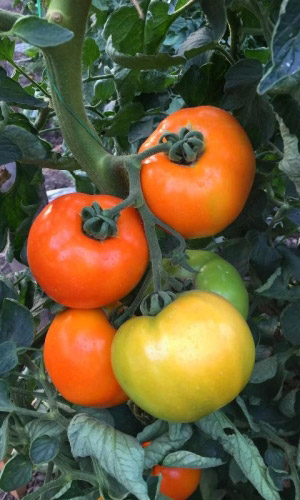 Томат Мандариновая гроздь (УД) 20 шт. цв.п.