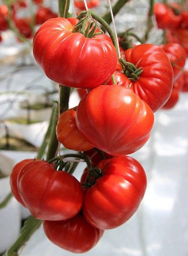 Томат Сарра F1 (Clause) 5 шт. цв.п семена томат буффалостейк f1 5 шт