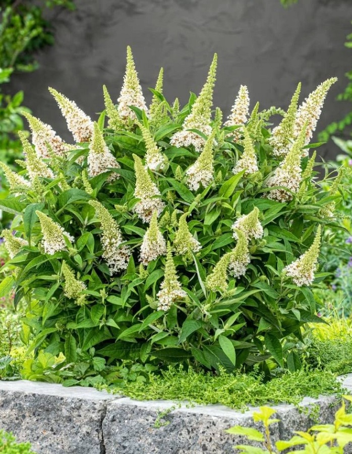 

Буддлея Давида Баттерфляй Канди Литл Вайт 1 шт Р9