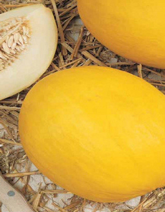 

Дыня Сибирская медовая F1 (УД) *Банка 10 шт цв.п.