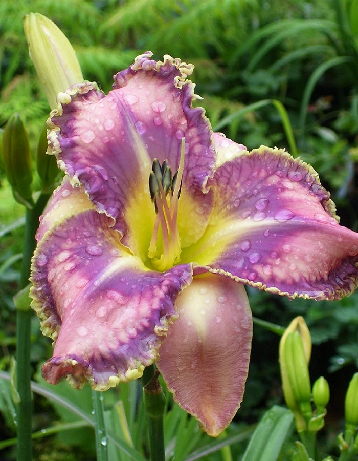 

Лилейник Милдред Митчел