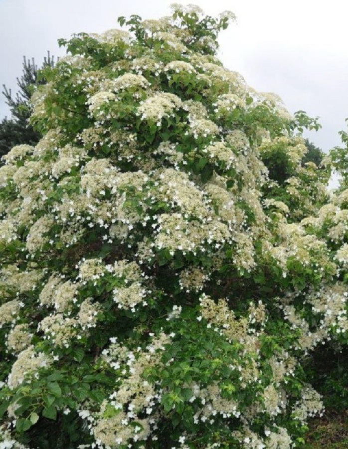 

Гортензия черешковая Петиоларис 1 шт Р9