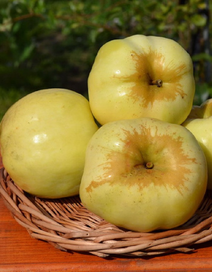 

Яблоня Антоновка новая