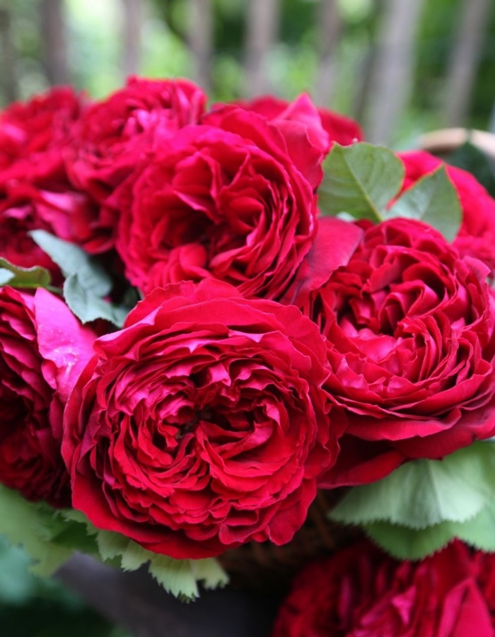 цена Роза флорибунда Роза четырех ветров 1 шт