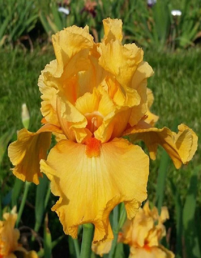 

Ирис Чайна Дрегон