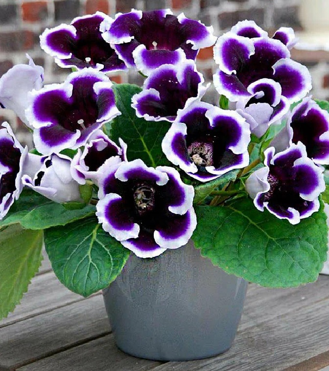 Глоксиния Кайзер Вильгельм