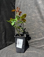 Роза чайно-гибридная Джумилия