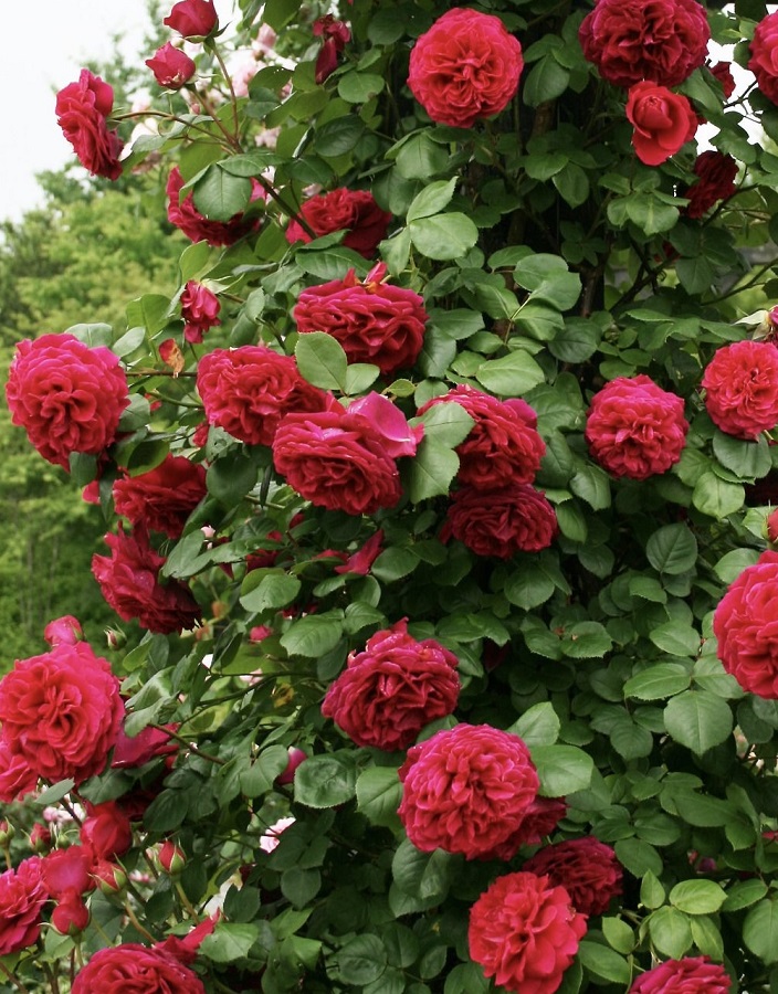 

Роза чайно-гибридная Тесс