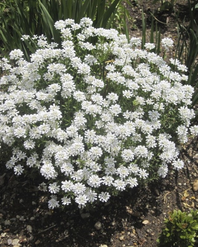 

Иберис вечнозеленый Вистлер Вайт ASF 1шт р9