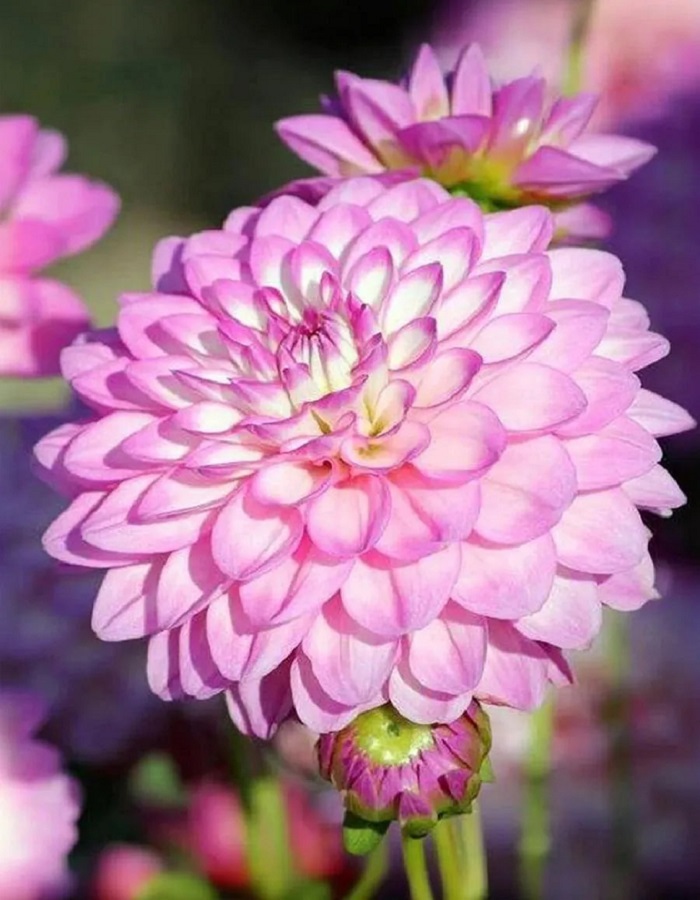 

Георгина Мелоди Дикси 1 шт