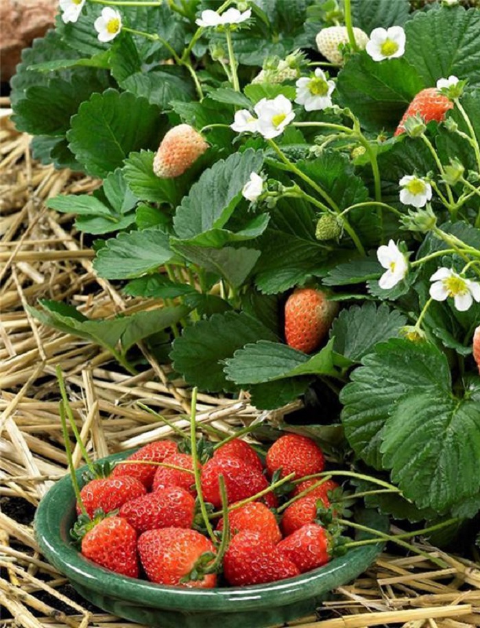 

Земляника Юбилейная ASF